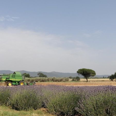 Agriturismo Susanna E Atria Bibbona Ngoại thất bức ảnh