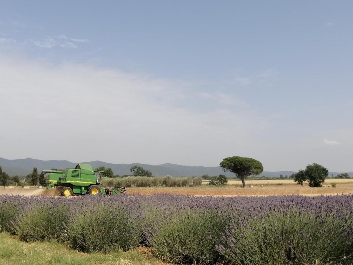 Agriturismo Susanna E Atria Bibbona Ngoại thất bức ảnh